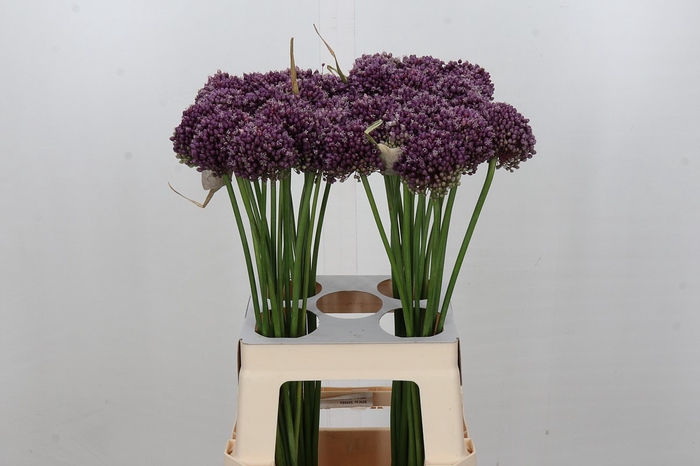 <h4>Allium Purple Mystery</h4>