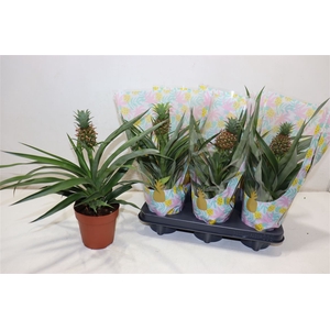 Ananas Mi Amigo