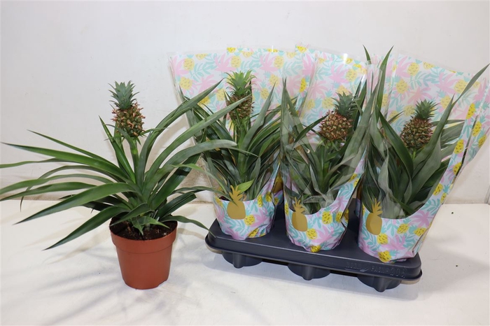 <h4>Ananas Mi Amigo</h4>