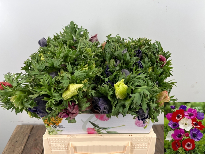 <h4>ANEM CO MAR GEM</h4>