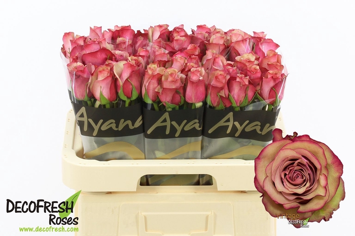 <h4>R Gr Vintage Ayana</h4>
