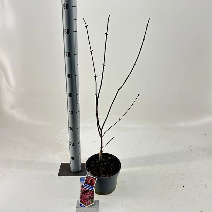 <h4>Acer palmatum Trompenburg</h4>