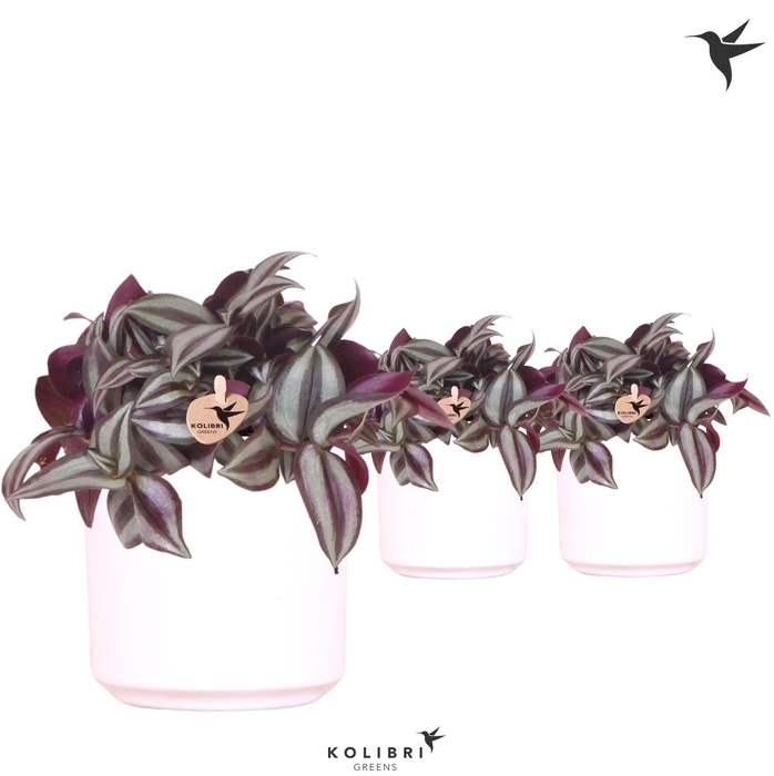 <h4>Kolibri Greens Tradescantia Zebrina in Simplicity pot white</h4>