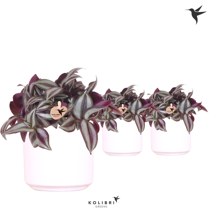 <h4>Kolibri Greens Tradescantia Zebrina in Simplicity pot white</h4>