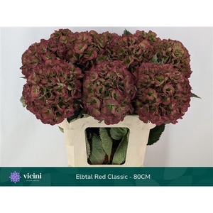 Hydr Elbtal Red Classic 80 cm Vicini