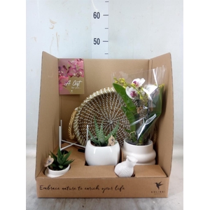 Arr.  Phalaenopsis  H%