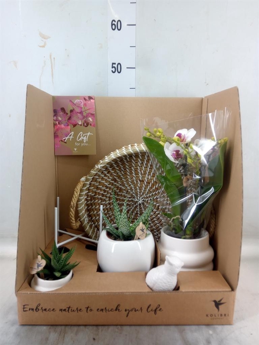 <h4>Arr. Phalaenopsis H%</h4>