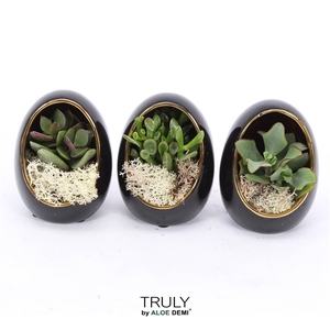 TRULY Crassula, Egg black gold