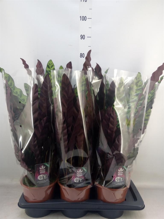 <h4>Calathea lancifolia</h4>