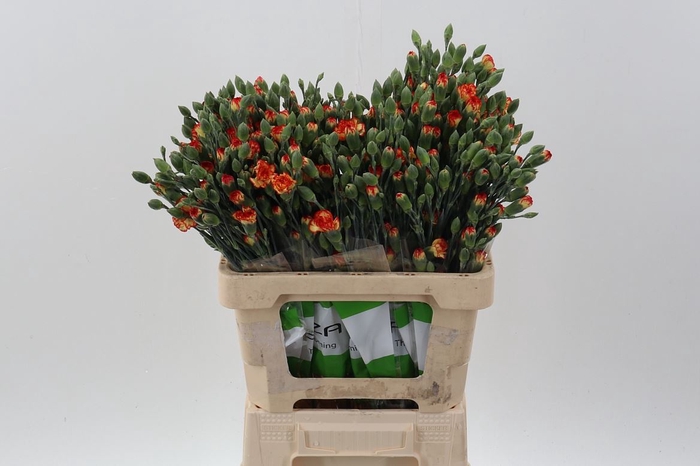 <h4>Dianthus TR 'Carimbo'</h4>