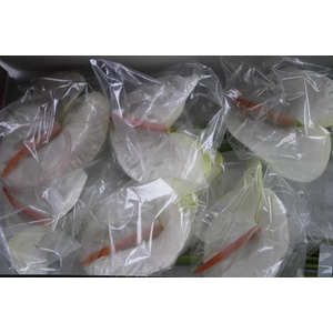 Anth A Acropolis X 10