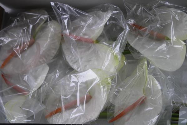 <h4>Anth A Acropolis X 10</h4>