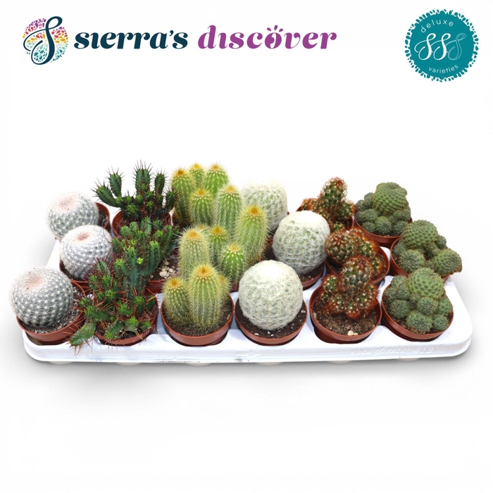 <h4>Discover® - Santiago Cactus Mix (Deluxe)</h4>