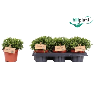 Rhipsalis Cereuscula P12