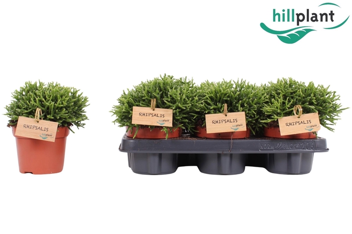 <h4>RHIPSALIS CEREUSCULA</h4>