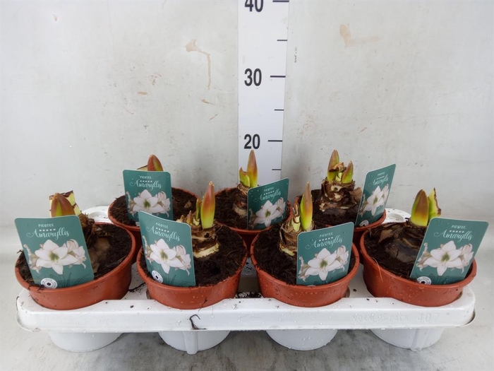 <h4>Hippeastrum   ...</h4>