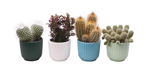 CACTUS MIX P6 L 65603