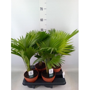 Livistona rotundifolia