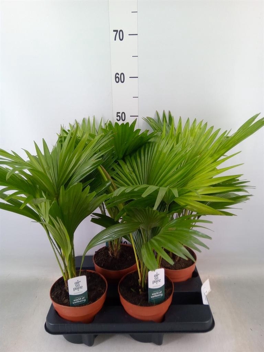 <h4>Livistona rotundifolia</h4>