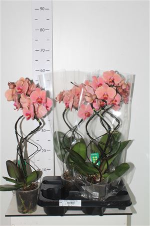 <h4>Phal Gr Twisterz 2 Branches 14+</h4>