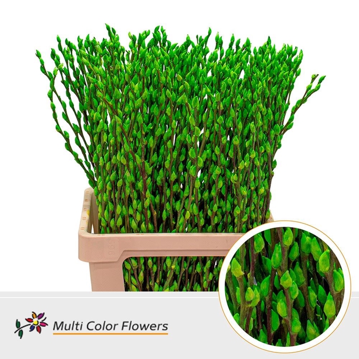 <h4>SALIX DYED PUSSYWILLOW GREEN</h4>