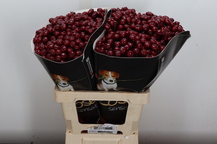 <h4>Snijgroen Snijbloemen Klb H</h4>