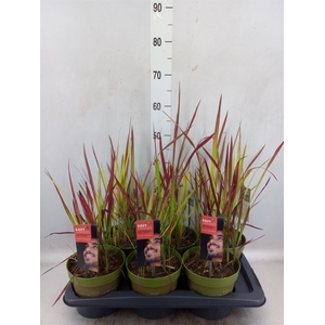 Imperata cylindrica 'Red Baron'