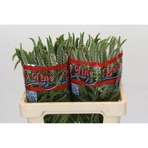 Veronica Skyler White