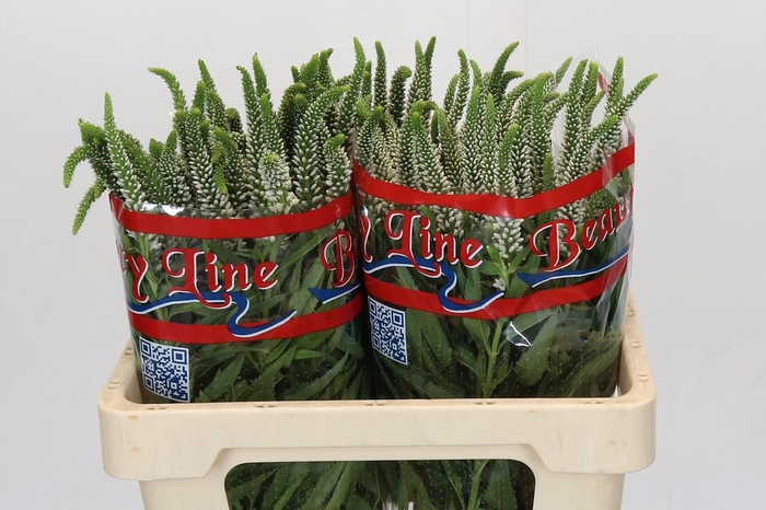 <h4>Veronica Skyler White</h4>