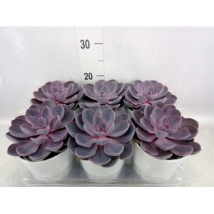 Echeveria  'Purple Pearl'