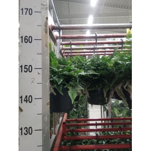 Humata griffithiana var. tyermannii