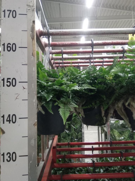 <h4>Humata griffithiana var. tyermannii</h4>