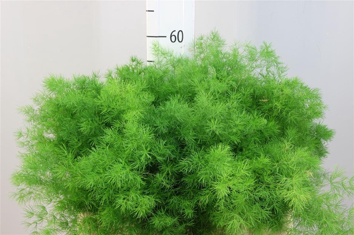 <h4>Asparagus Umbellatus 55</h4>