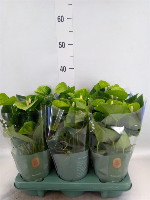 <h4>Anthurium andr. 'Smaragd'</h4>
