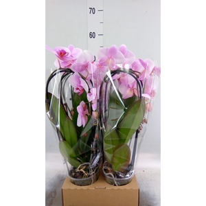 Phalaenopsis 'Elegant Cascade'