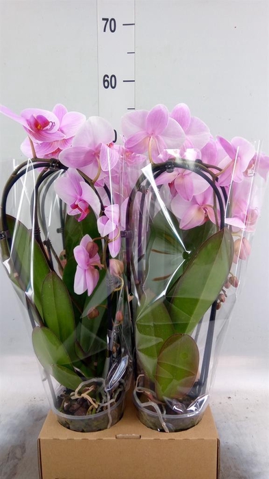 <h4>Phalaenopsis  'Elegant Cascade'</h4>