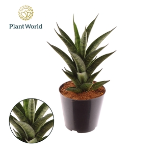 Sansevieria New