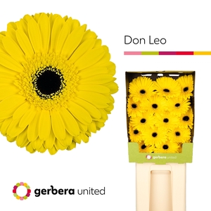 Gerbera Don Leo Diamond