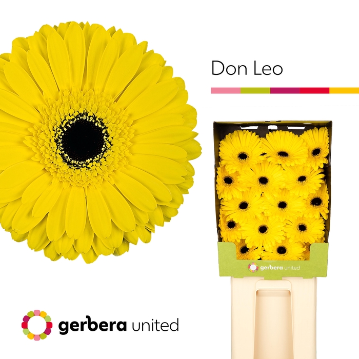 <h4>Gerbera Don Leo Diamond</h4>