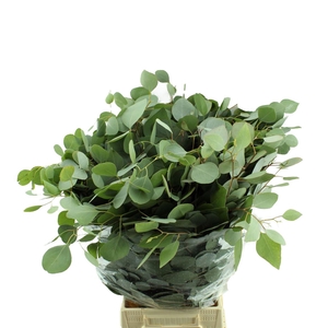 Populus Lang