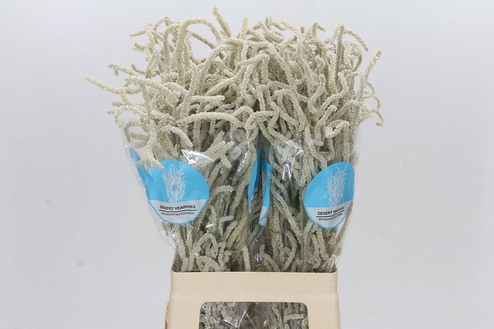 <h4>Amaranthus Yearming Desert</h4>