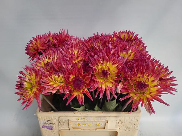 <h4>DAHL KARMA SANGRIA</h4>