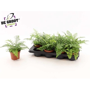 Asplenium  'Parvati'