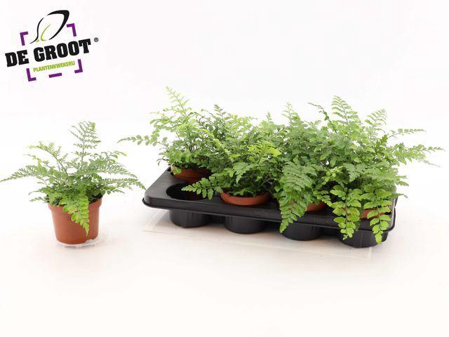 <h4>Asplenium  'Parvati'</h4>