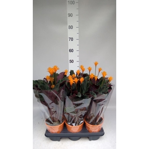 Calathea crocata 'Tassmania'
