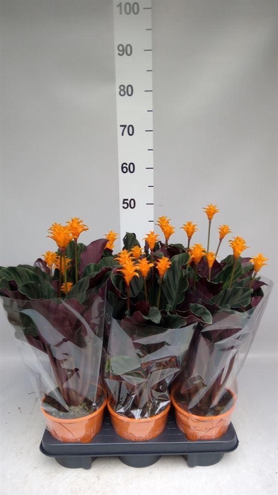 <h4>Calathea crocata 'Tassmania'</h4>