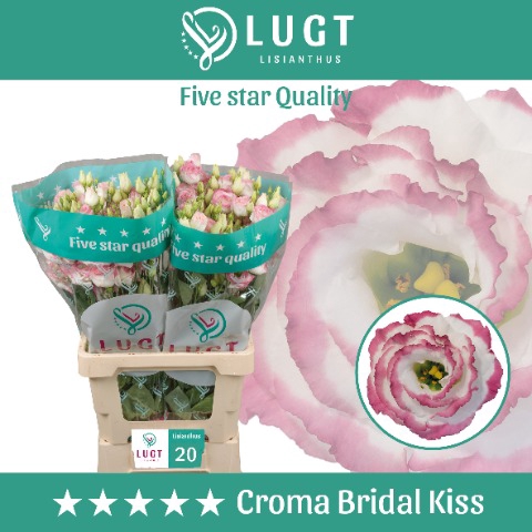 <h4>Lisianthus Croma Bridal Kiss</h4>