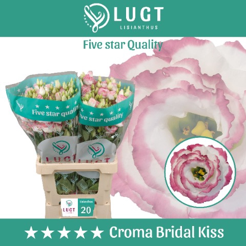 Lisianthus Croma Bridal Kiss