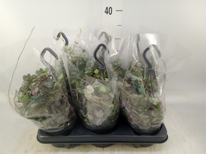 <h4>Ceropegia woodii ssp. woodii</h4>