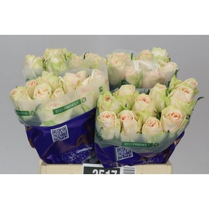 Rosa Gr Wedding Rose